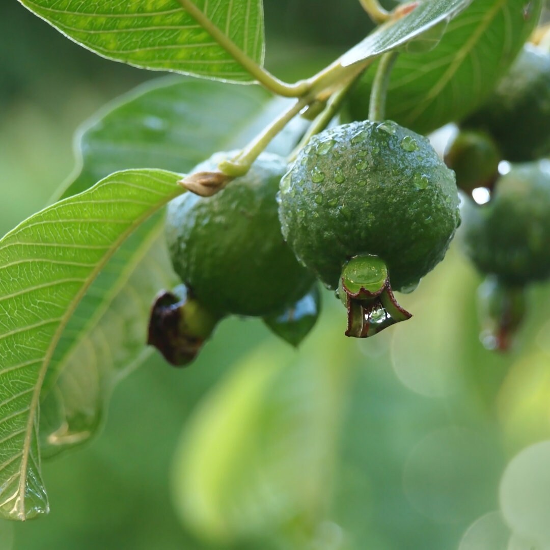 60 Fresh Guava Leaves Fresh / 3.5 OZ, ORGANIC Fresh Green arizona Grown