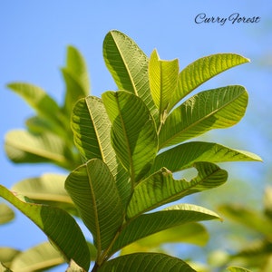 60 Fresh Guava Leaves Fresh / 3.5 OZ,  **ORGANIC** Fresh Green **Arizona Grown**