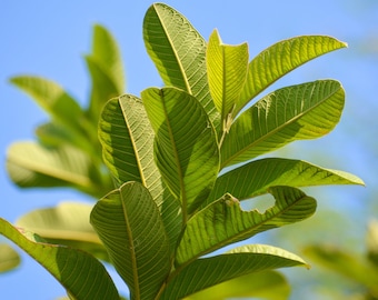 Fresh Organic Guava Leaves, Arizona Grown (3.5 OZ)