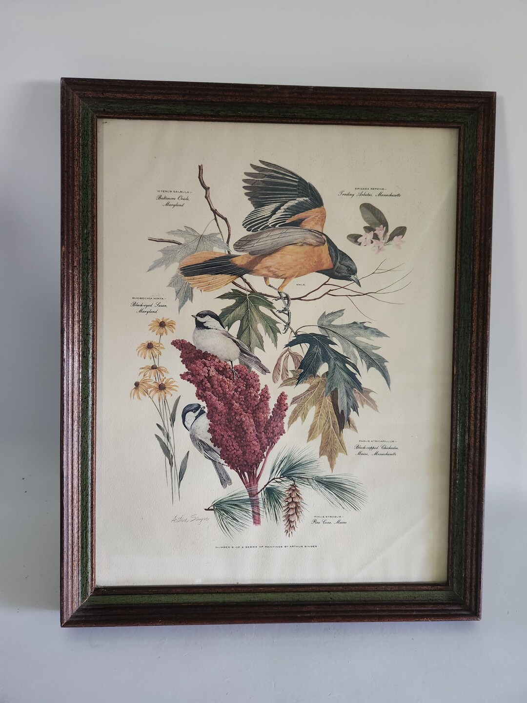 Vintage Arthur Singer Bird Baltimore Oriole Black Capped Chickadee ...