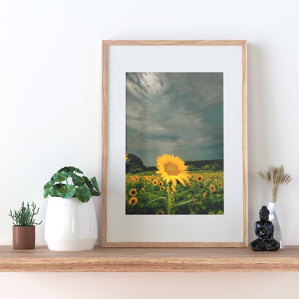 Sunflower Print, Fine Art Photographic Print, Sunflower with Stormy Weather, Flower Patch in the Summer, Fine Art Photography Prints