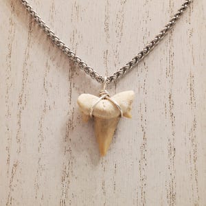 Large Shark Tooth Necklace, Stainless Steel Chain, Thick Chain!