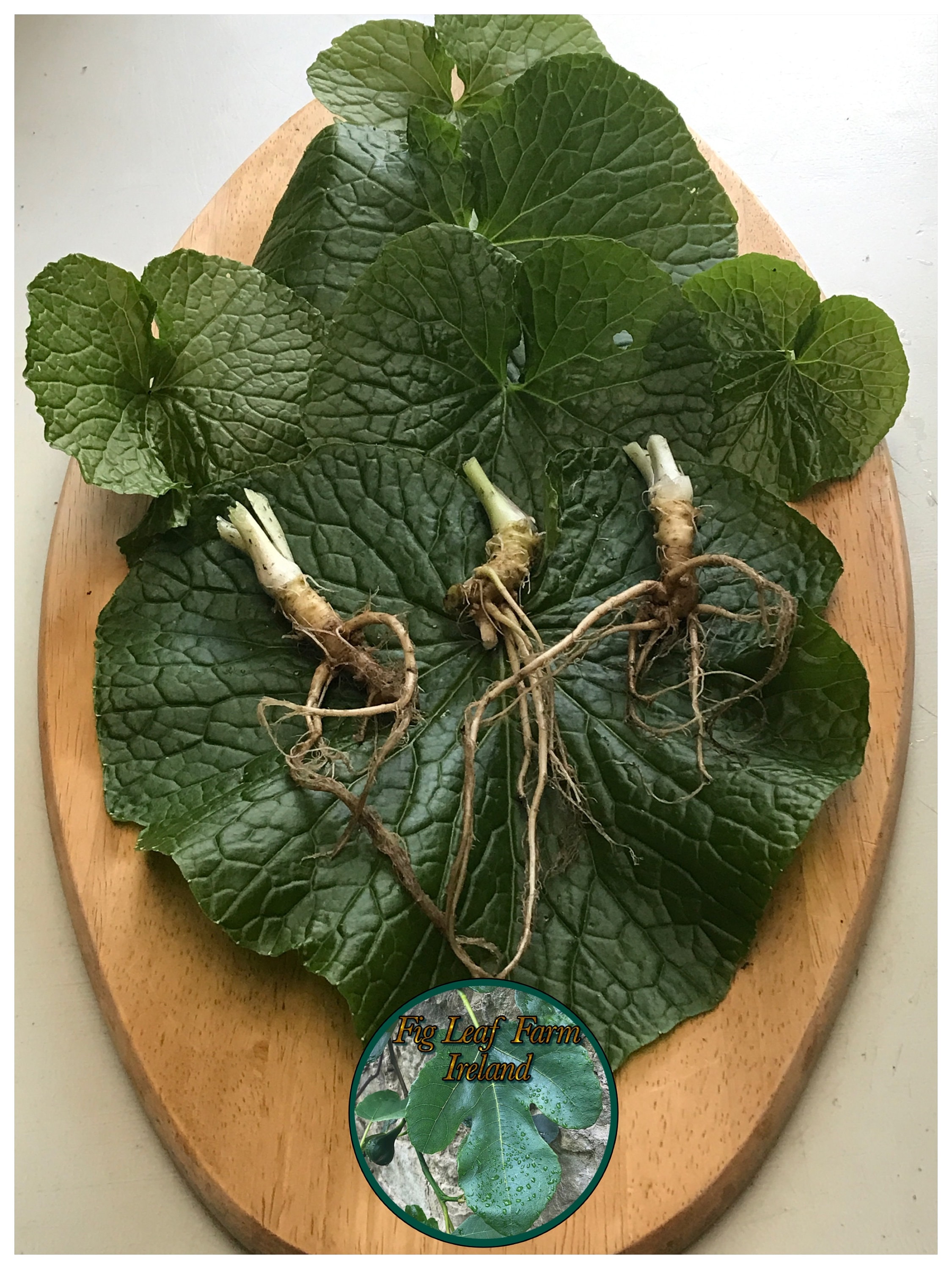 Wasabi seeds - Etsy.de
