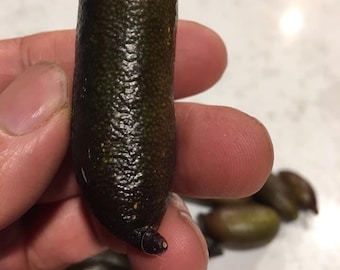 Australian Finger Lime (Citrus Caviar) starter plant