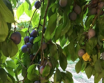 Plum unrooted cuttings (different varieties)