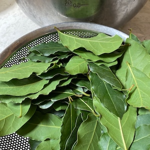 Bay  Laurel
