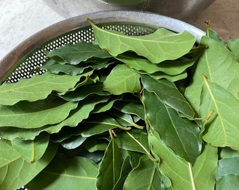 May include: A metal colander filled with a large pile of fresh green bay leaves.