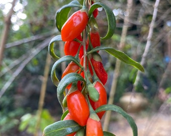 Goji berry unrooted cuttings