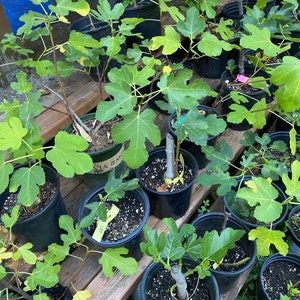fig starters