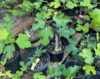 Green Michurinska Fig Cutting - Early Ripening - Etsy