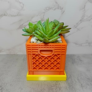 Peut inclure: Un petit pot en plastique orange avec une base jaune, rempli de plantes succulentes vertes.