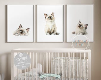 May include: Set of three framed art prints featuring watercolor paintings of Ragdoll cats. Each print showcases a different pose: lying down, sitting, and looking up. The cats have blue eyes and cream and brown fur. The prints are displayed above a white crib.