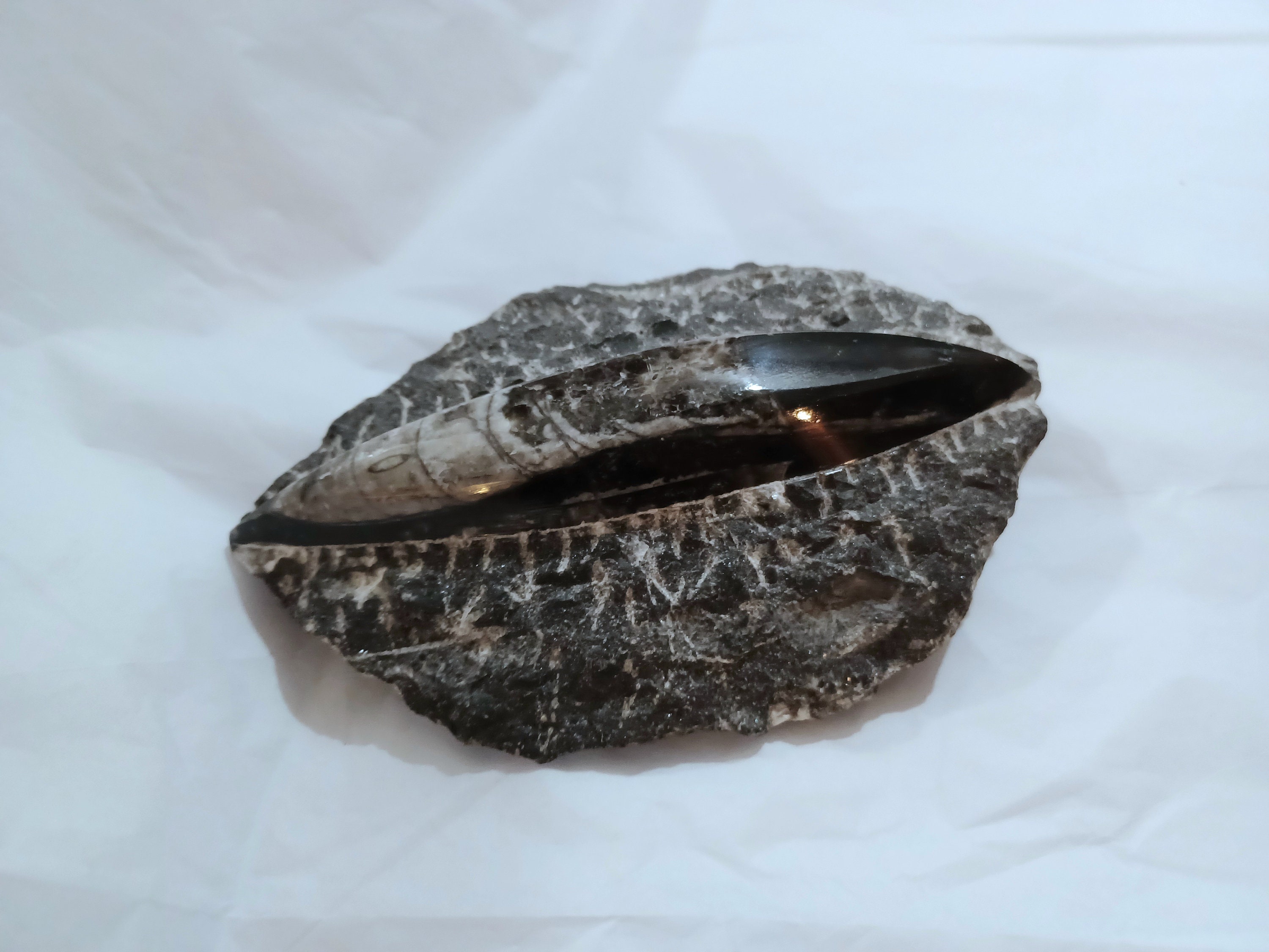 ORTHOCERAS ROCK Stone LAPIDARY Specimen Black Polished  Fossil Nautiloid