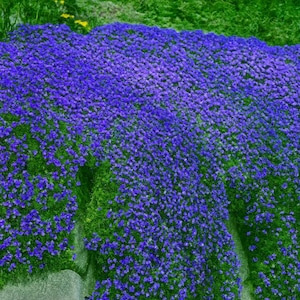 Blauer schleichender Thymian Samen, aromatisches Kraut, Garten Bodendecker (1000 samen)