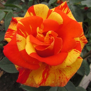 Yellow Rose Flower Seeds Garden Plant, (Buy 1 Get 1 15% Off) UK Seller