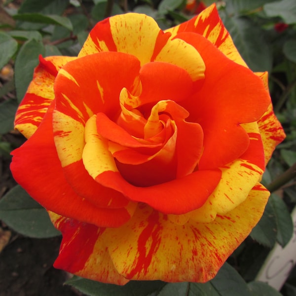 Dancing Sunset Rose Seeds Orange Yellow Rose Flower Seeds Home Garden Plant, Repeat Flowering