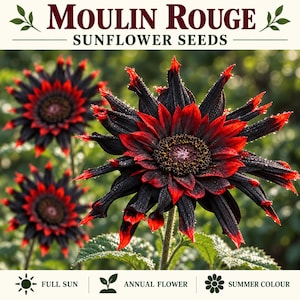 Può includere: Confezione di semi di girasole Moulin Rouge con tre grandi fiori dai petali neri profondi con punte rosso brillante. Il testo riporta Moulin Rouge Sunflower Seeds, Full Sun, Annual Flower e Summer Colour. I petali presentano piccole gocce d'acqua.