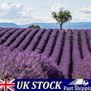 Puede incluir: Un campo de flores de lavanda púrpura en filas, con un solo árbol en el fondo.