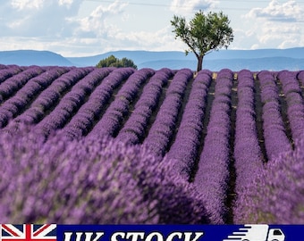 Semillas de lavanda francesa - Lavandula Dentata Provence, resistente y fragante - 1000 semillas