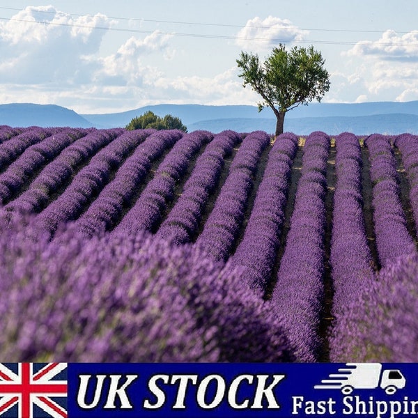French Lavender Seeds - Lavandula Dentata Provence Hardy & Fragrant - 1000 Seeds