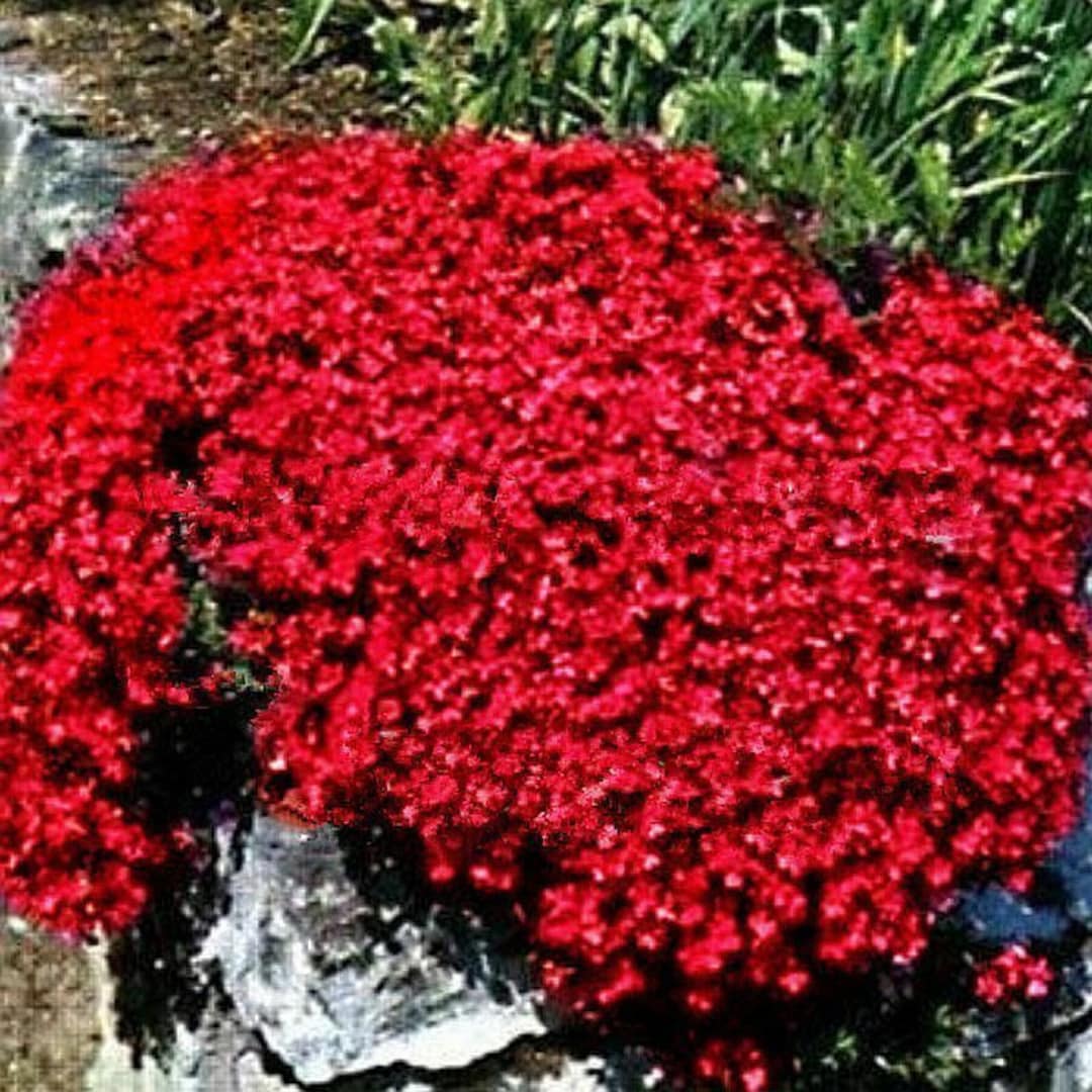 500x Red Thyme Creeping Aromatic Herb Seeds For Garden Landscaping 500x-red-thyme-creeping-aromatic-herb-seeds-for-garden-landscaping