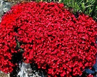 500x Red Thyme Creeping Aromatic Herb Seeds for Garden Landscaping Ground Cover Quality Organic Non-GMO UK Seed