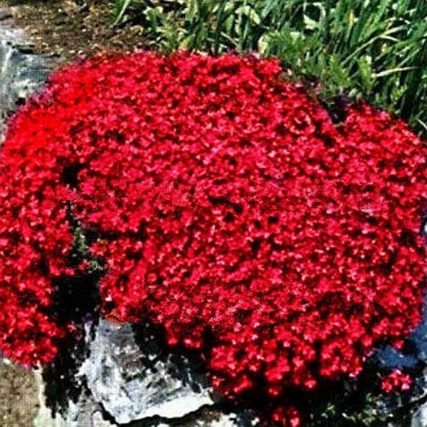 500x Semillas de hierbas aromáticas rastreras de tomillo rojo para paisajismo de jardín Cubierta del suelo Semillas orgánicas sin OGM del Reino Unido de calidad