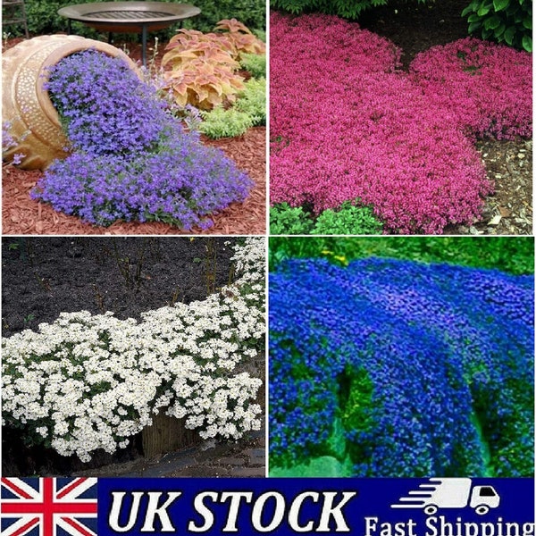 500x Semillas de tomillo rastrero, Semillas aromáticas perennes de hierbas resistentes para jardín y paisajismo, Semillas orgánicas sin OGM de calidad para cobertura del suelo en el Reino Unido