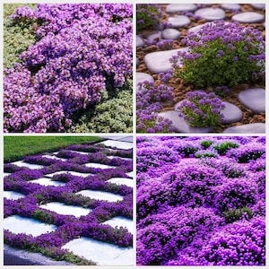 Purple Creeping Thyme Seeds: Aromatic Herb, Ground Cover, (1000 seeds)