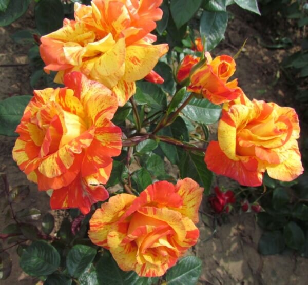 Dancing Sunset Rose Seeds, Orange Yellow Blend - Etsy UK