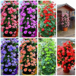 Rare Climbing Geranium Seeds Pelargonium Peltatum Tree plant seed Perennial Flower Indoor and outdoor