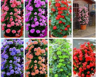 Rare Climbing Geranium Seeds Pelargonium Peltatum Tree plant seed Perennial Flower Indoor and outdoor