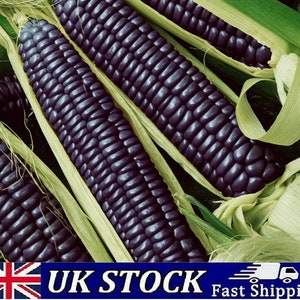 Könnte beinhalten: Nahaufnahme von mehreren Maiskolben in Lila. Der Mais ist in einer Reihe angeordnet, wobei die Hüllen zurückgezogen sind, um die Körner freizulegen. Die Körner sind tief lila gefärbt, und die Hüllen sind hellgrün.