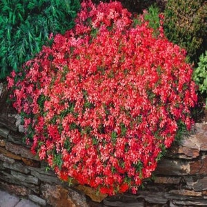 500 x thym rouge graines d'herbes aromatiques rampantes pour aménagement paysager de jardin couvre-sol de qualité biologique sans OGM au Royaume-Uni image 3