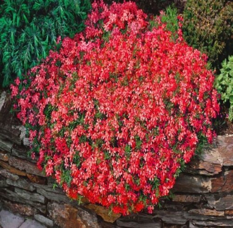 500 x thym rouge graines d'herbes aromatiques rampantes pour aménagement paysager de jardin couvre-sol de qualité biologique sans OGM au Royaume-Uni image 3