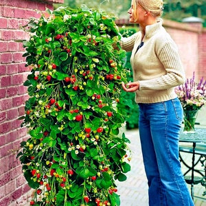 100 strawberry seeds, Rare Mount Everest Climbing Strawberry Viable Seeds, Organic non-GMO Seeds, Garden Pot Plant,  UK Stock