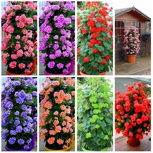 20 Rare Climbing Geranium Seeds, Perennial Pelargonium Peltatum