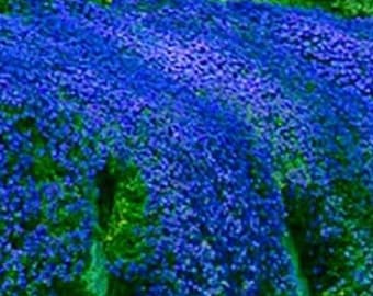 500x semi di erbe aromatiche striscianti di timo blu per l'abbellimento del giardino Seme britannico non OGM biologico di qualità della copertura del terreno