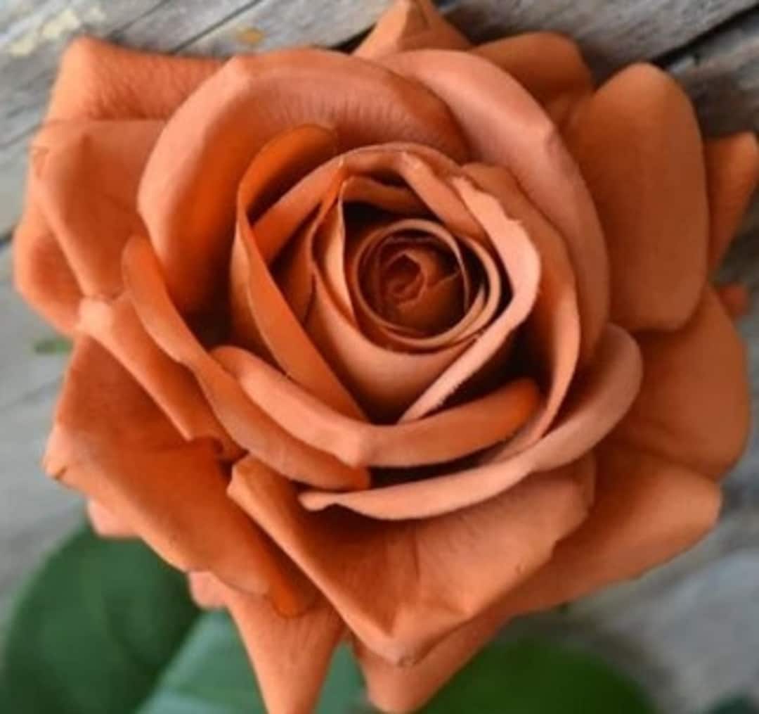 Rare Toffee Rose Seeds Viable Home Garden Flower Plant Rose Seeds Etsy UK