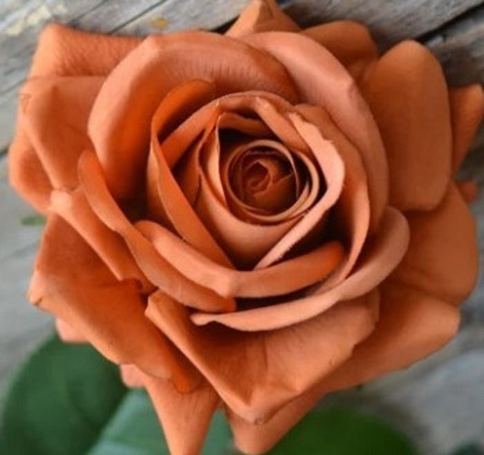 11+ Toffee Color Rose