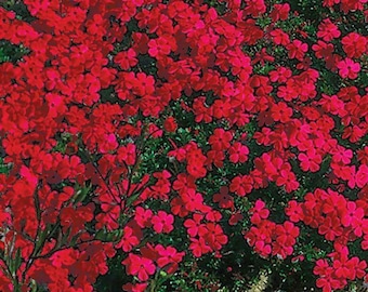 Roter kriechender Thymian Samen, aromatischer Bodendecker, (1000samen) -  Etsy.de