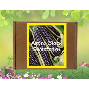 Peut inclure: Une boîte en carton marron avec une étiquette bordée de jaune portant l'inscription "Aztec Black Sweetcorn". L'étiquette présente des épis de maïs violets foncés. L'arrière-plan comprend une pelouse verte, des fleurs et une maison.