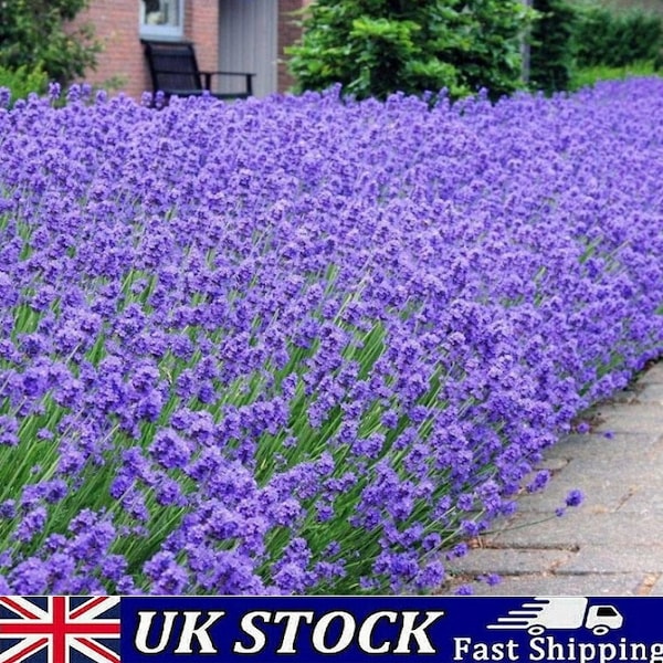 English Lavender Seeds, Lavandula angustifoli Perennial UK - 1000 Seeds