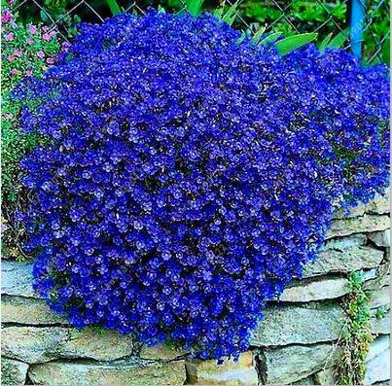 500 x thym bleu graines d'herbes aromatiques rampantes pour aménagement paysager de jardin couvre-sol de qualité biologique sans OGM au Royaume-Uni image 3