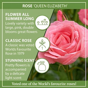 Queen Elizabeth Rose Seeds - Classic Pink Flower, Home Garden