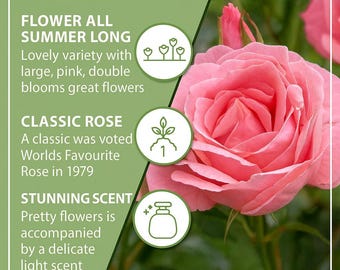 Queen Elizabeth Rose Seeds - Classic Pink Flower, Home Garden