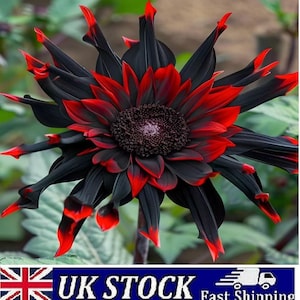 Puede incluir: Primer plano de una flor de dalia con pétalos negros y rojos. Los pétalos tienen puntas rojas que se desvanecen en negro. El centro de la flor es de color marrón oscuro. La imagen incluye el texto "UK STOCK Fast Shipping".