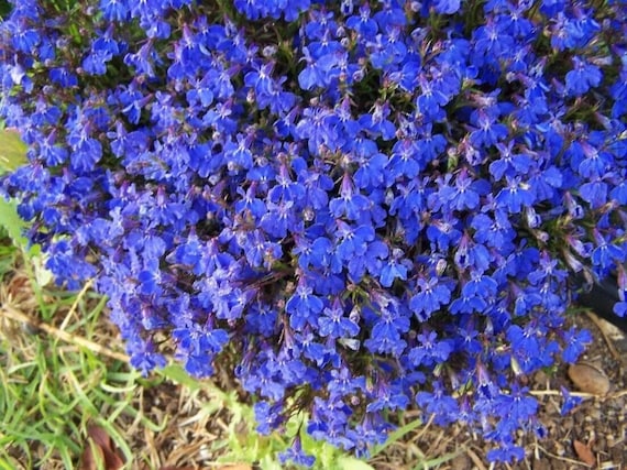 Blauer schleichender Thymian Samen, aromatisches Kraut, Garten Bodendecker  (1000 samen) - Etsy.de