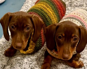 Puppy Jumpers for 8 week old Miniature Dachshunds in a variety of colours
