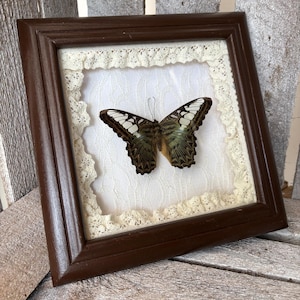 May include: A square dark brown wooden frame containing a preserved butterfly with dark brown, green, and white patterned wings. The butterfly is mounted on a white fabric background that is bordered by a decorative cream-coloured lace trim.